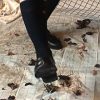 みくちゃんのローファーでカブトムシCRUSH VOL4